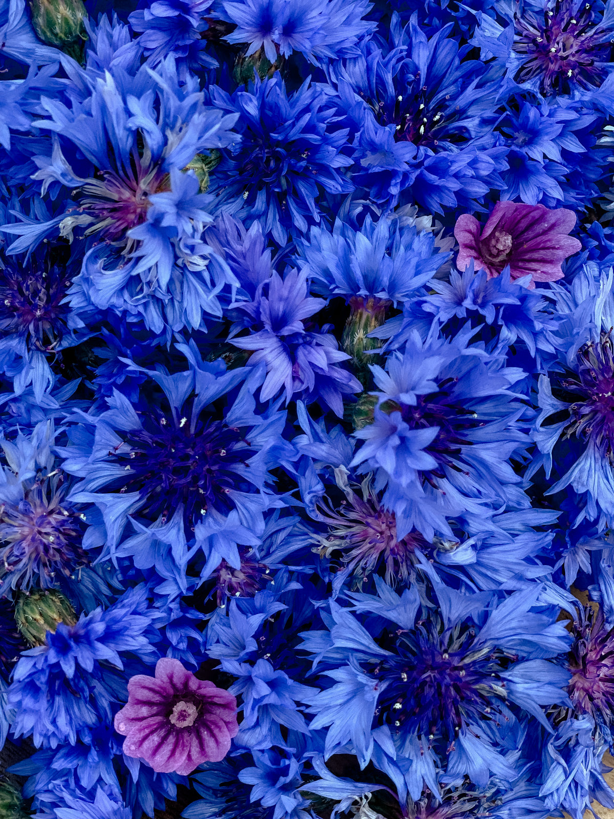 Kornblumen Saatgut Samen Jora Dahl Classic Magic Black Ball Classic Fantastic Classic Romatic Centaurea Cyanus Saatgut Samen