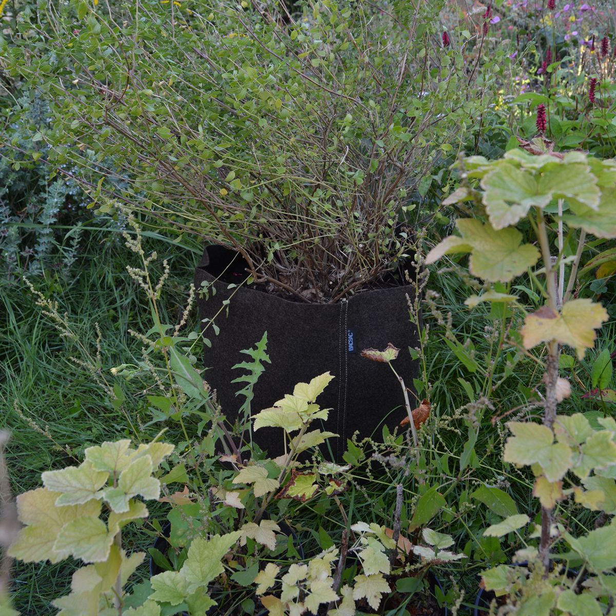 Pflanzsack aus geotextilem Filz für große Gemüse, Beerensträucher & Co. 50L