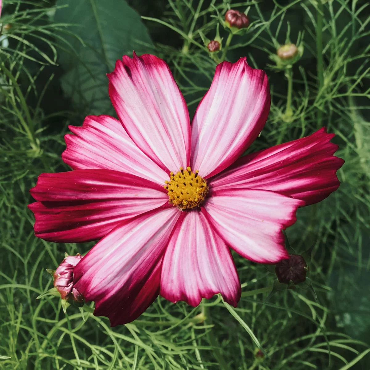 Schmuckkörbchen Cosmea Cosmos Velouette Jora Dahl Kosmeen Schnittblume