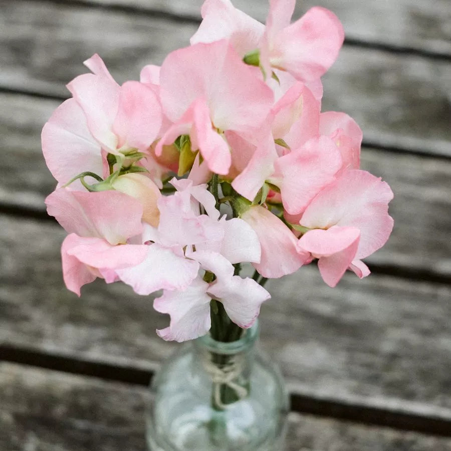 Sweet pea for the balcony - Spring Sunshine Peach