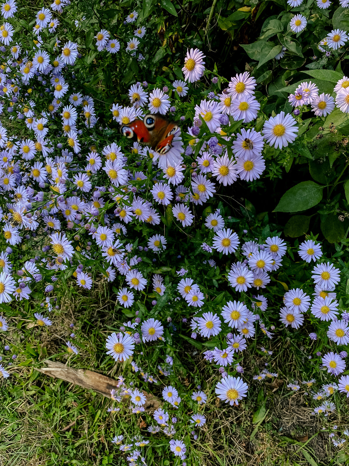 Die Leichtigkeit des Gärtnerns - Entspannt pikieren, düngen, wässern, jäten