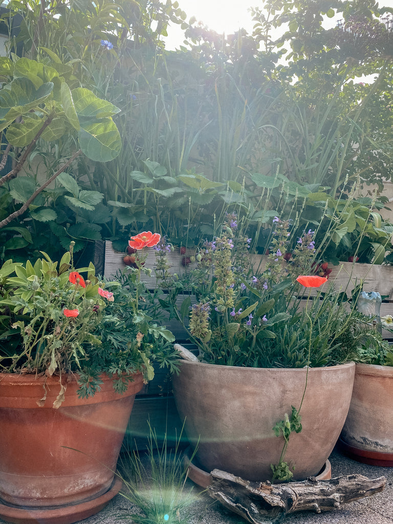 Sommer, Sonne, Gartenpflege - So unterstützt Du Deinen Stadtgarten im Klimawandel