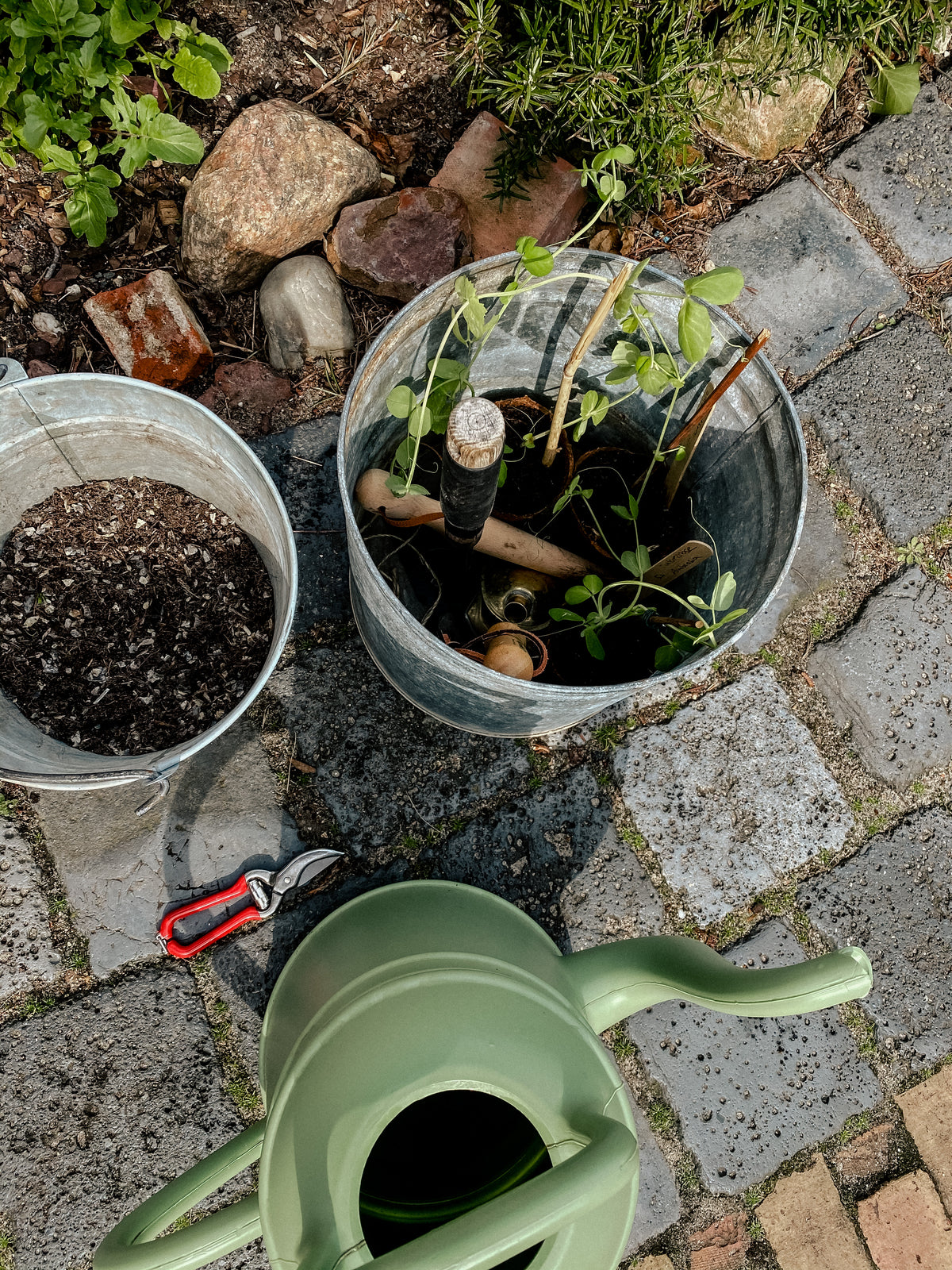 Anzucht im Dachgarten