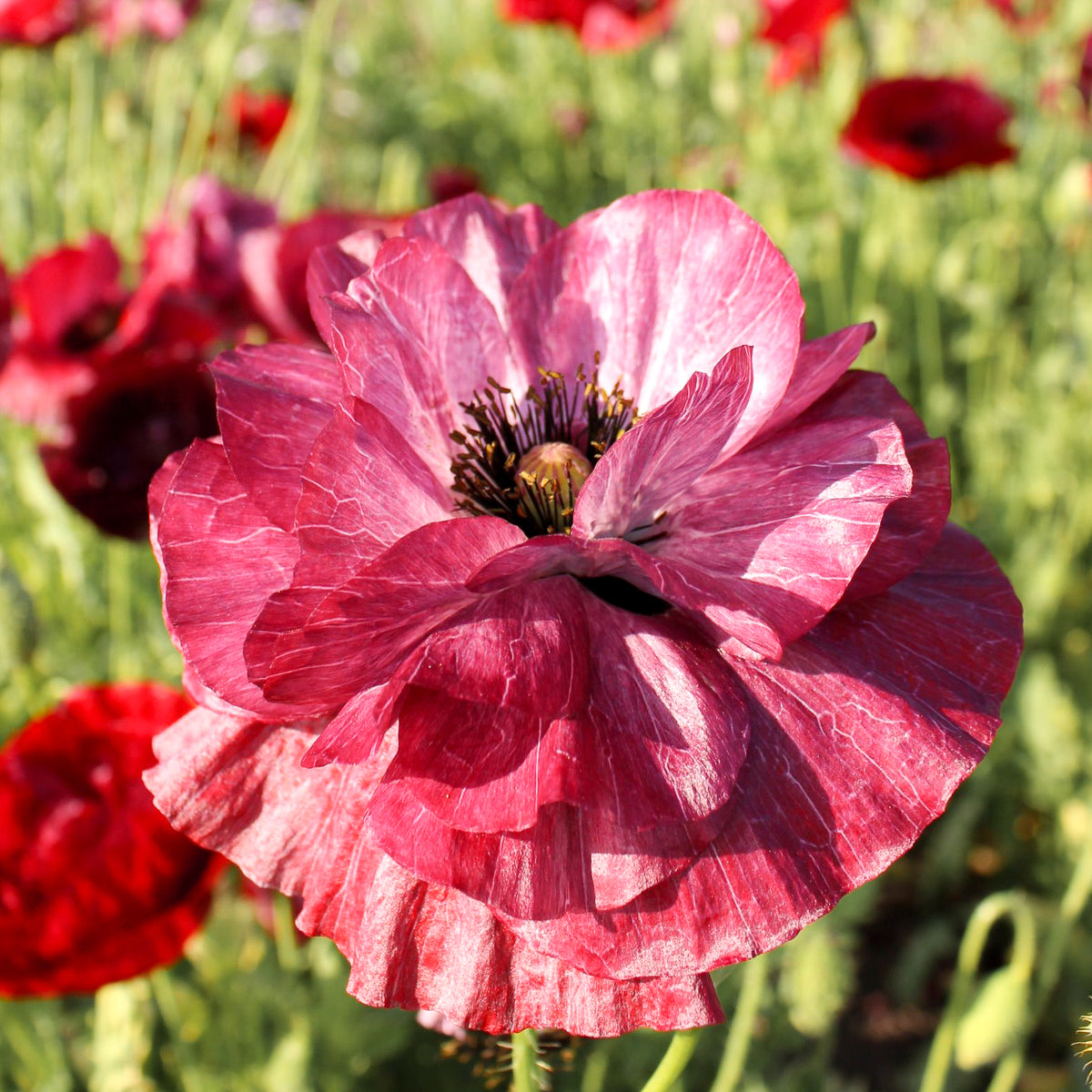 Klatschmohn Papaver rhoeas Pandora