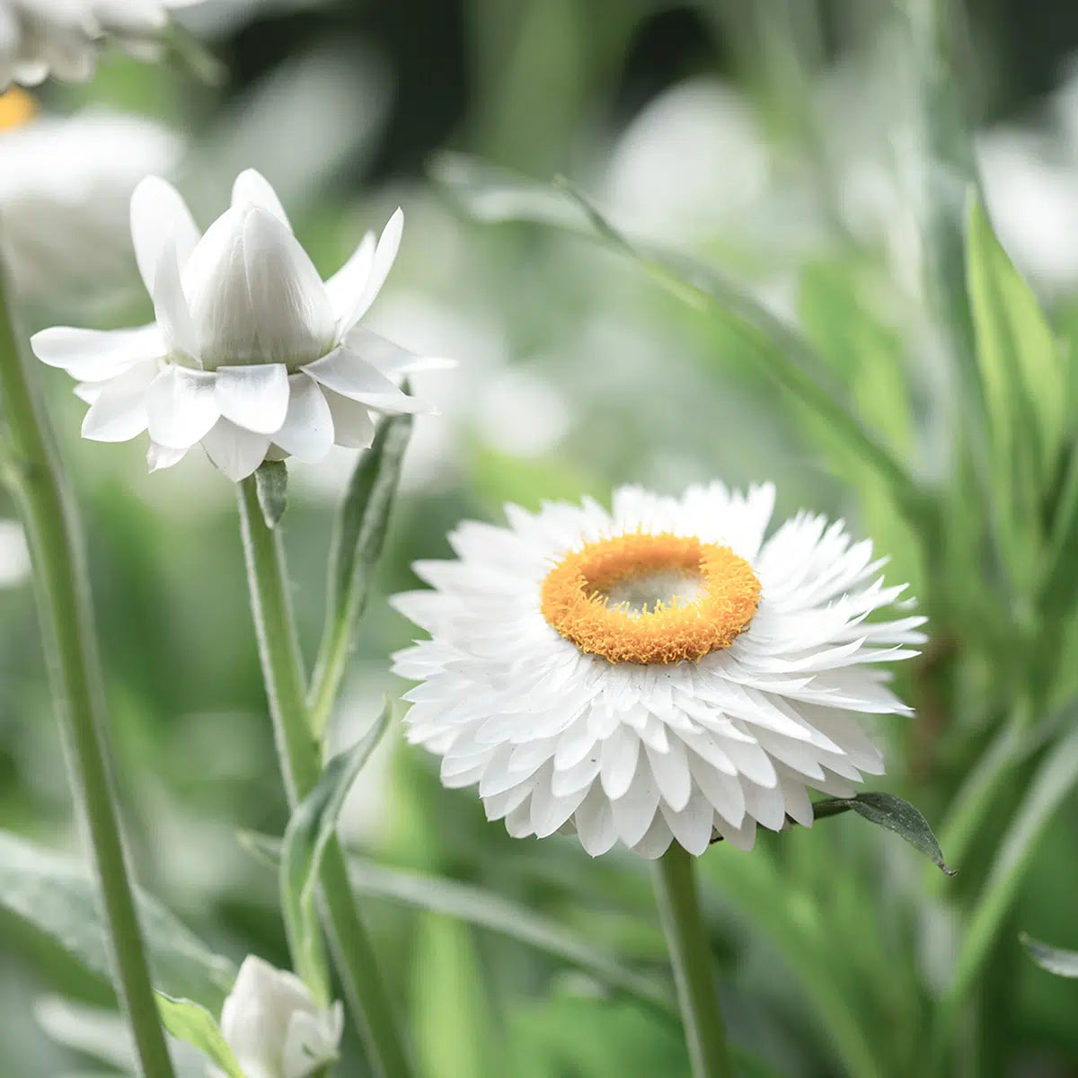 Strohblume Helichrysum bracteatum White Trockenblume Jora Dahl Schnittblume Saatgut Samen