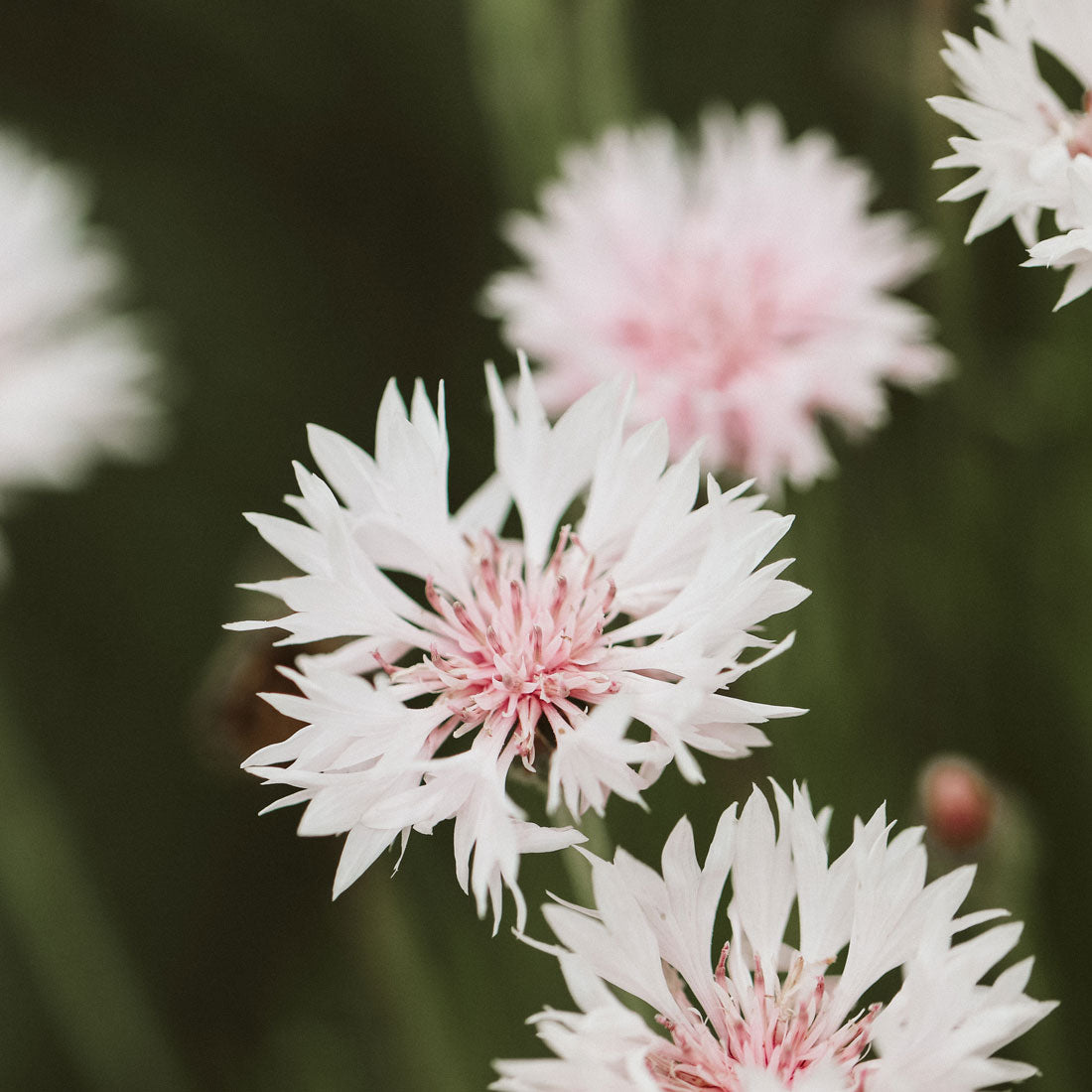 Kornblumen Saatgut Samen Jora Dahl Classic Magic Black Ball Classic Fantastic Classic Romatic Centaurea Cyanus Saatgut Samen