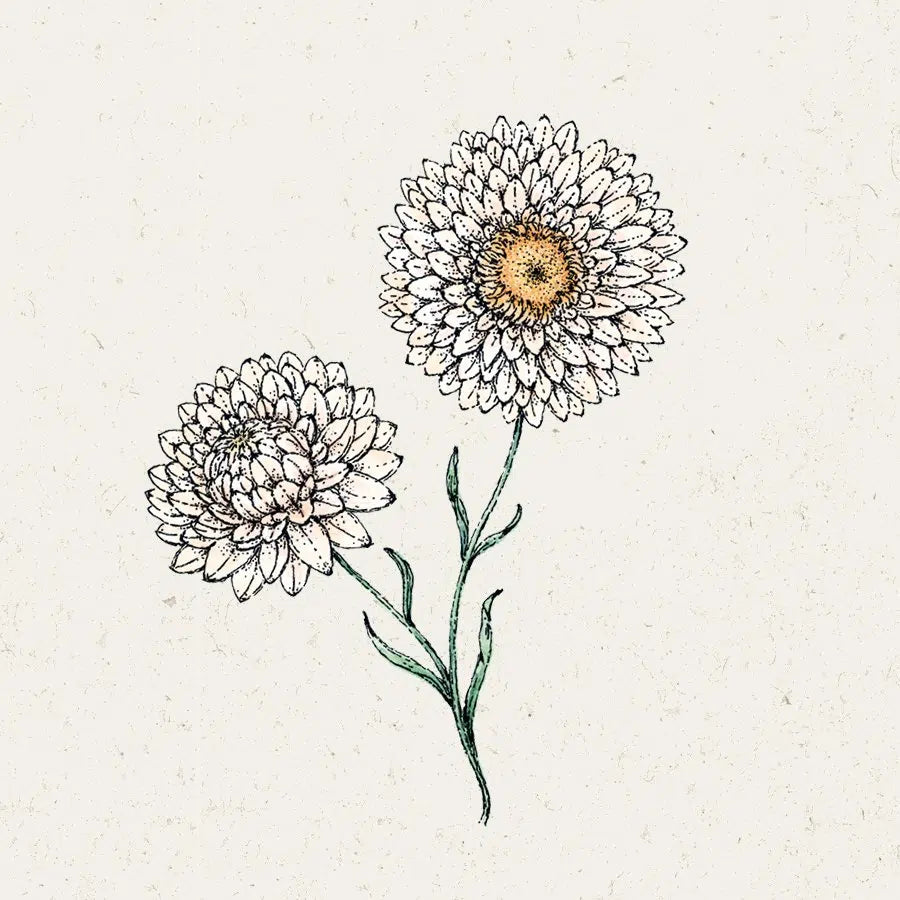 Strohblume Helichrysum bracteatum White Trockenblume Jora Dahl Schnittblume Saatgut Samen