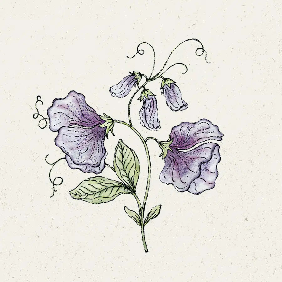 Duftwicke Lathyrus odoratus Nimbus Jora Dahl Saatgut besondere Blumensorten Schnittblume essbare Blüten