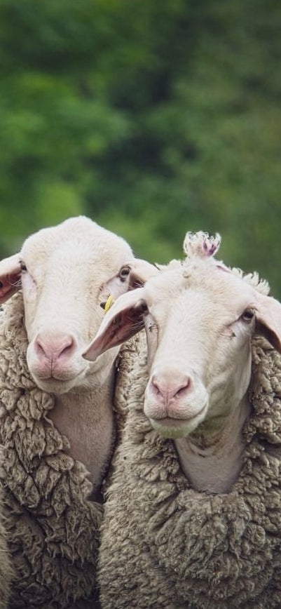 Schafwolldünger Pellets Wolldünger biologisch düngen Denner Schäferei