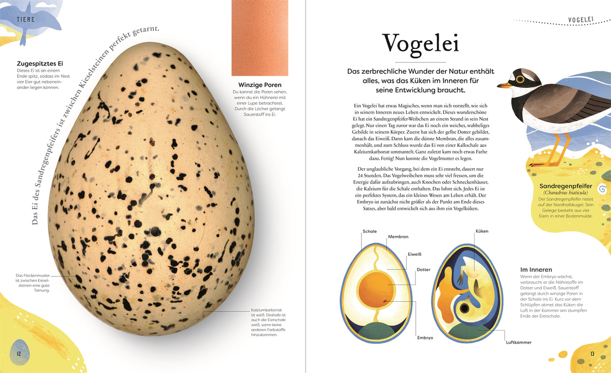 Schätze der Natur Kinderbuch Sachbuch DK Verlag
