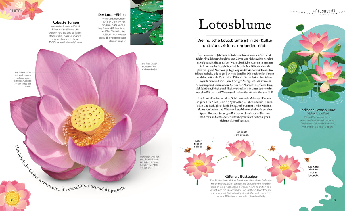 Schätze der Natur Pflanzen Sachbuch Kinderbuch DK Verlag