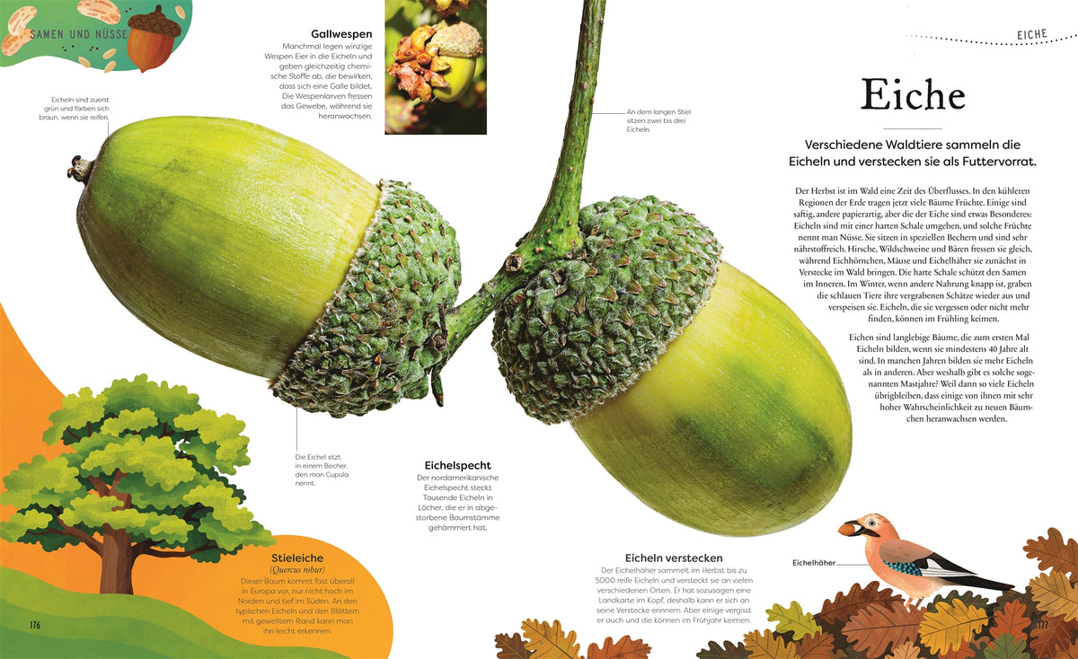 Schätze der Natur Pflanzen Sachbuch Kinderbuch DK Verlag