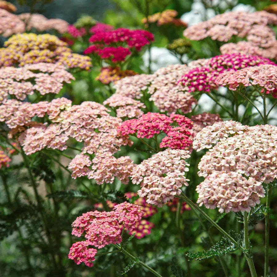 Schafgarbe Korbblütler Achillea millefolium Summer Berries Jora Dahl Saatgut Blumensamen Schnittblumen