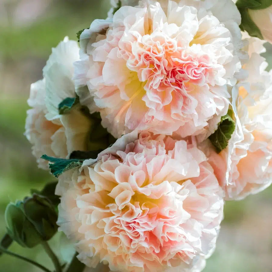 Stockrose Alcea rosea Queeny Salmon Jora Dahl Saatgum Blumensamen Staudensamen