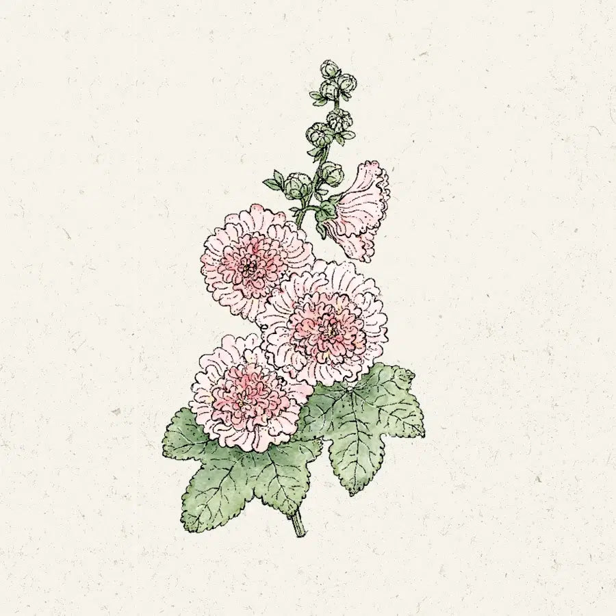Stockrose Alcea rosea Queeny Salmon Jora Dahl Saatgum Blumensamen Staudensamen