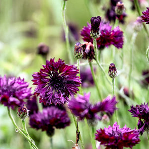 Bild in Slideshow öffnen, Kornblumen Saatgut Samen Jora Dahl Classic Magic Black Ball Classic Fantastic Classic Romatic Centaurea Cyanus Saatgut Samen
