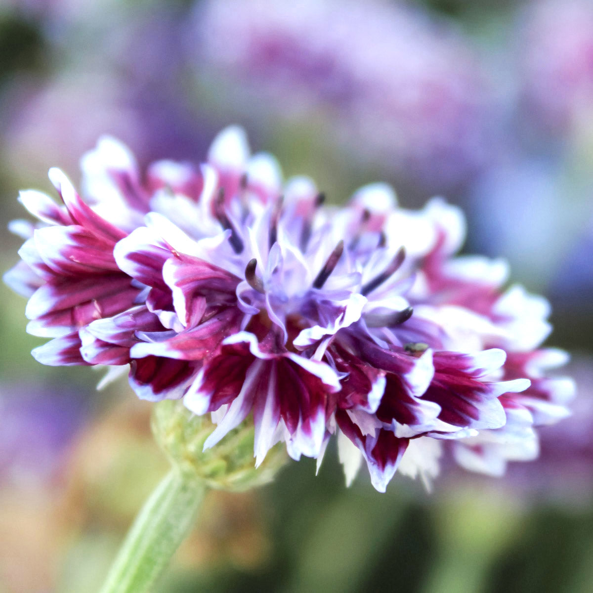 Kornblumen Saatgut Samen Jora Dahl Classic Magic Black Ball Classic Fantastic Classic Romatic Centaurea Cyanus Saatgut Samen