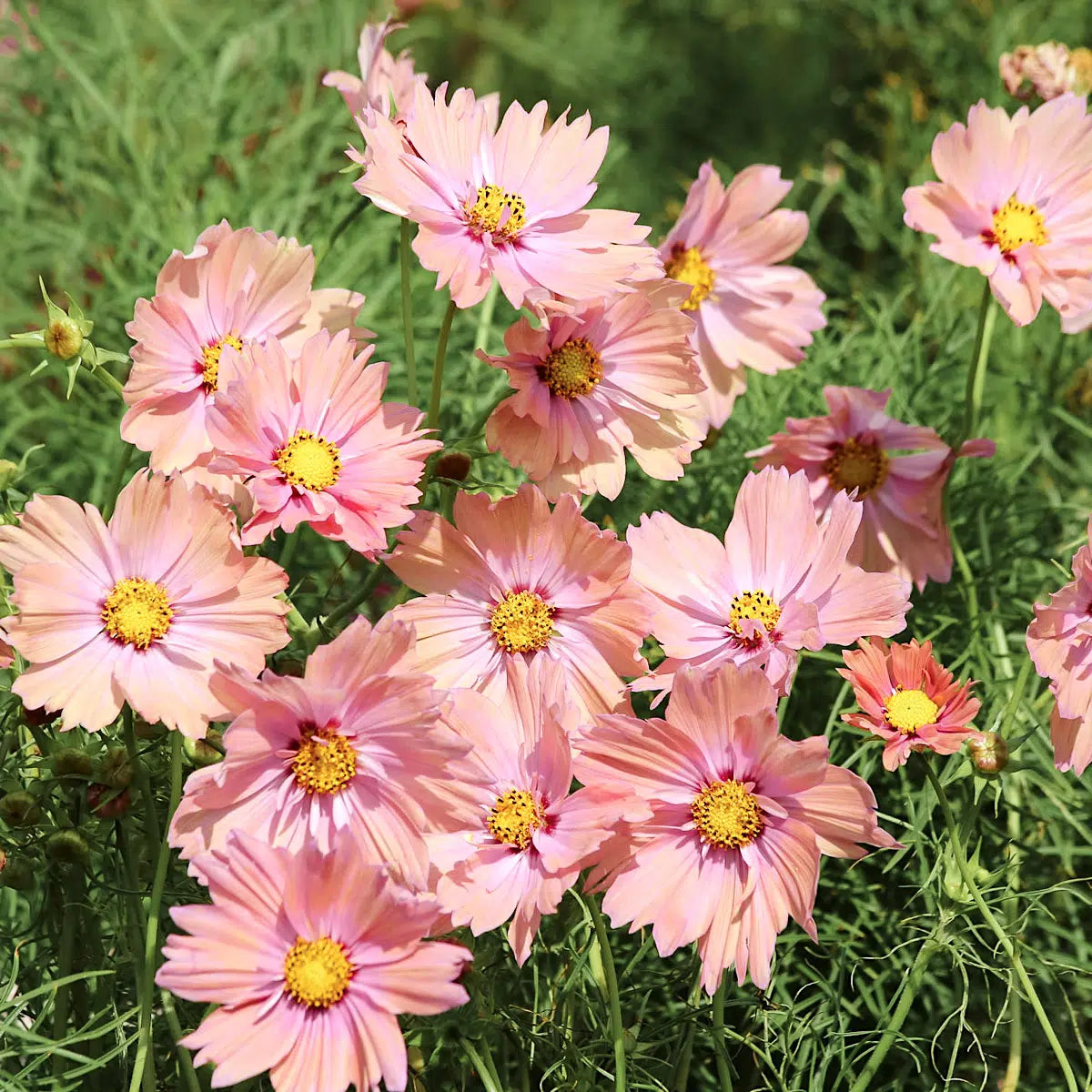 Schnittblume Kosmee Schmuckkörbchen Cosmos bipinnatus Apricotta Jora Dahl 