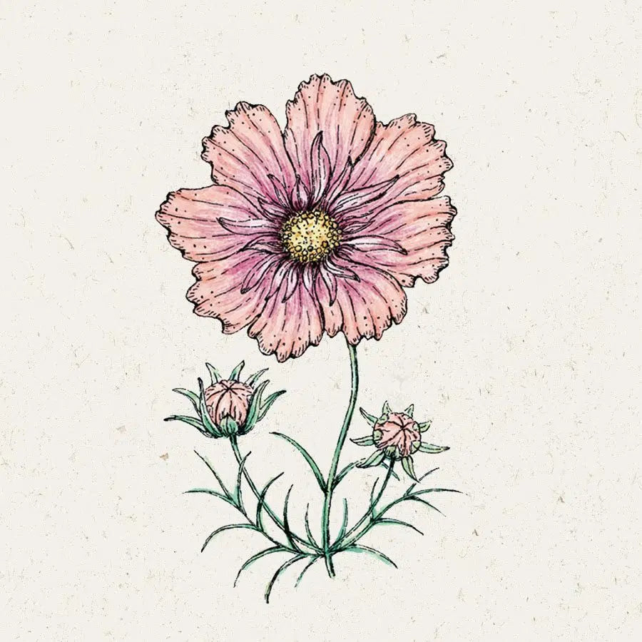 Schnittblume Kosmee Schmuckkörbchen Cosmos bipinnatus Apricotta Jora Dahl 