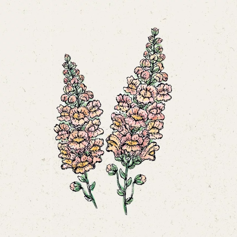 Löwenmäulchen Costa Apricot Antirrhinum majus Jora Dahl Saatgut Samen