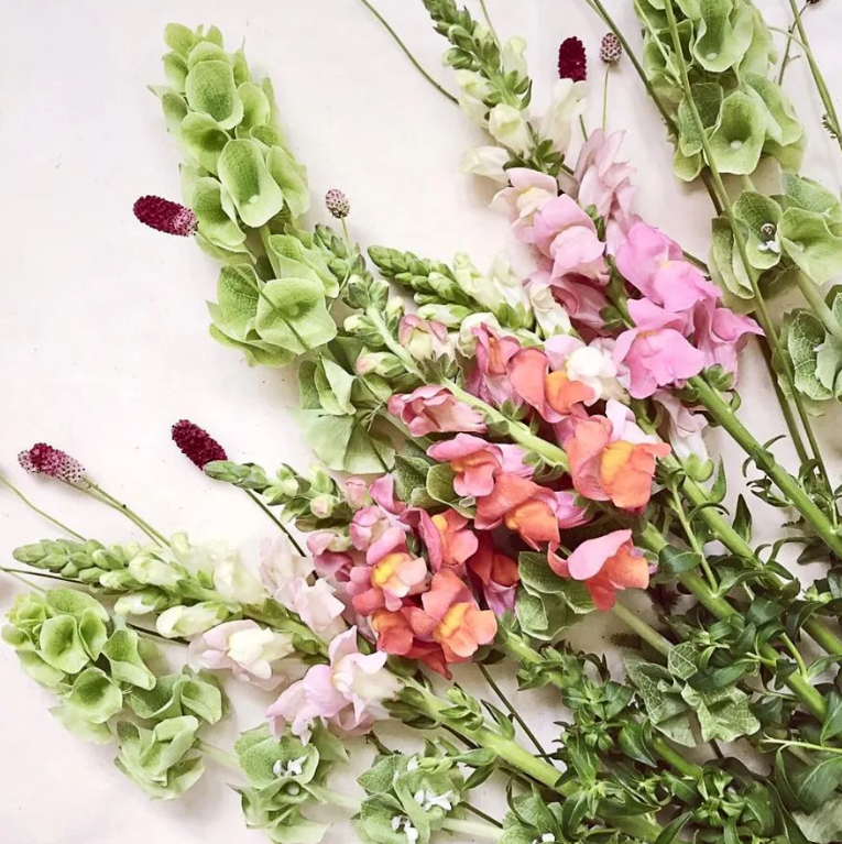 Löwenmäulchen Costa Apricot Antirrhinum majus Jora Dahl Saatgut Samen