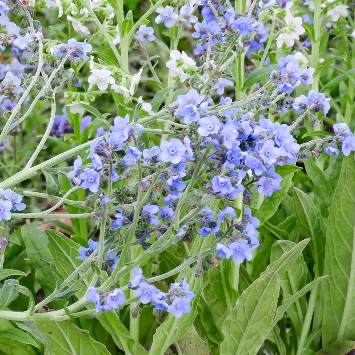 Blumensamen Schnittblumengarten Cut Flower Garden Jora Dahl Saatgut The great collection Vergissmeinnicht Cynoglossum amabile ‚Firmament‘ 
