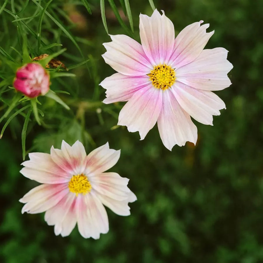 Schmuckkörbchen Cosmea Cosmos Apricot Lemonade Jora Dahl Kosmeen Schnittblume Samen Saatgut
