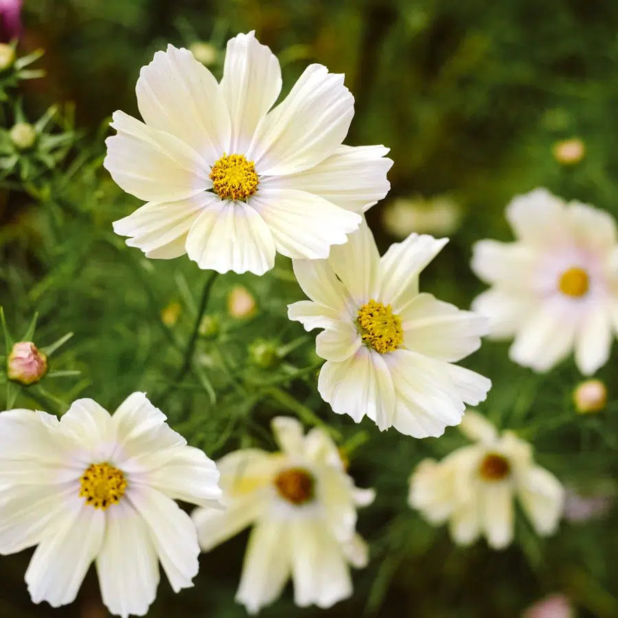 The large collection of balcony flowers