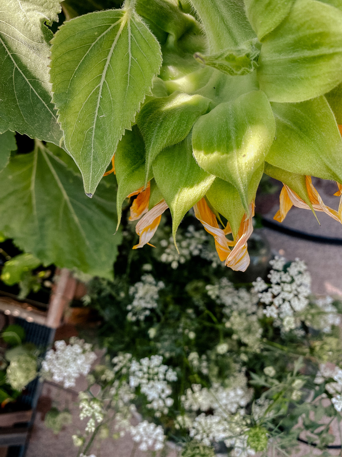 Wilde Möhre Bio-Saatgut Daucus carota