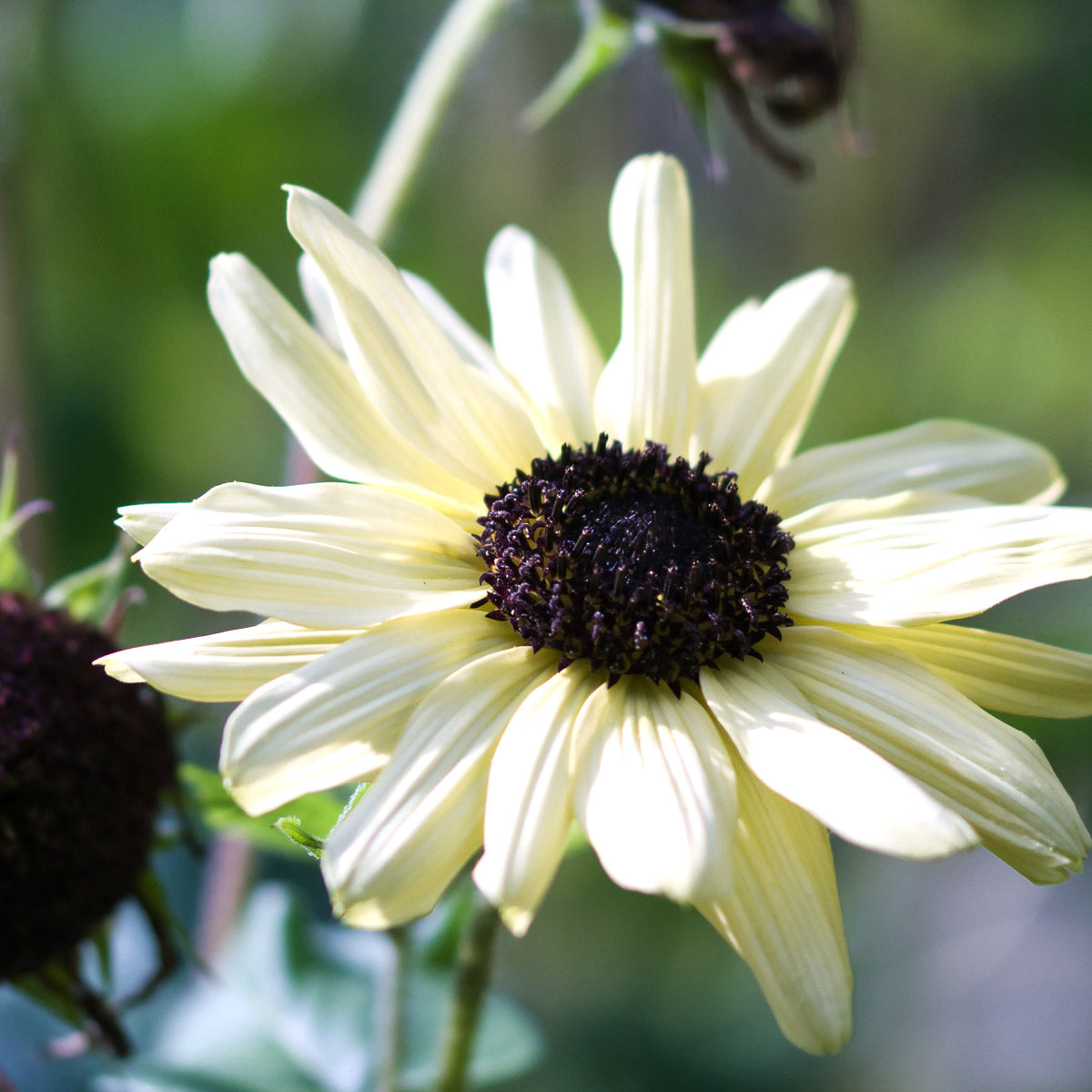 Sonnenblume Helianthus debilis Vanilla Ice Jora Dahl Samen Saatgut Blumensamen