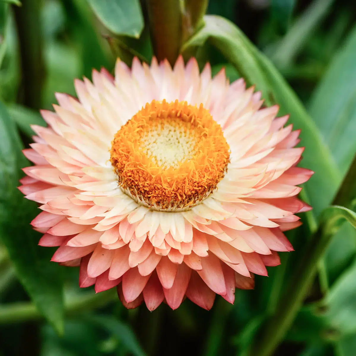 Strohblume Helichrysum bracteatum Salmon Rose Trockenblume Jora Dahl Schnittblume Saatgut Samen