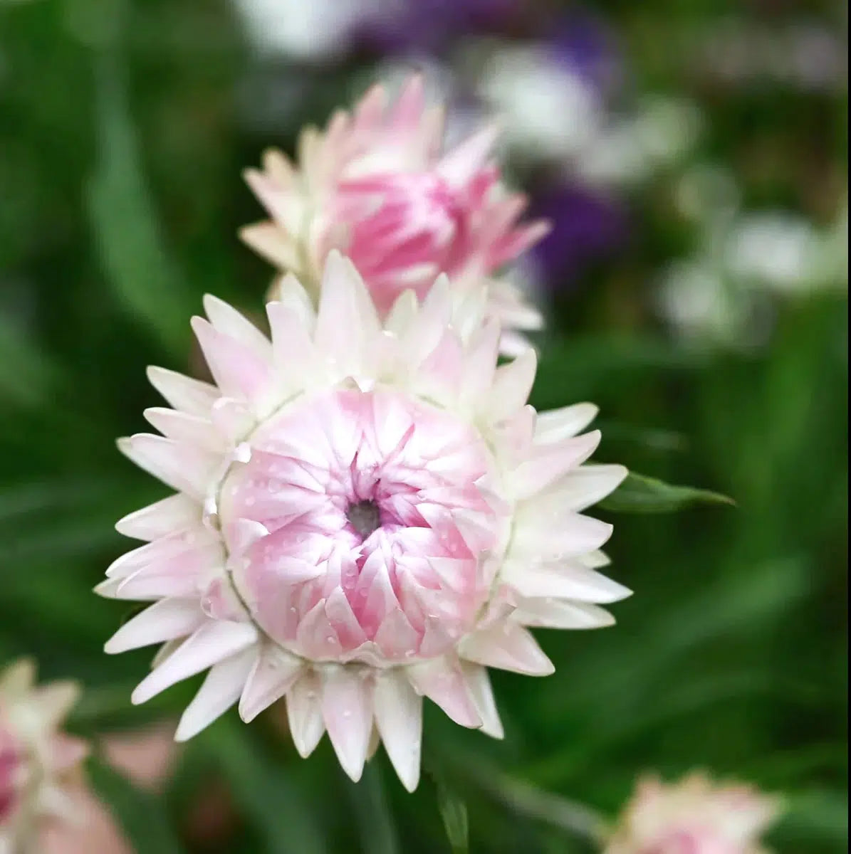Blumensamen Schnittblumengarten Cut Flower Garden Jora Dahl Saatgut The great collection Strohblume Helichrysum bracteatum ‚Silvery Rose‘