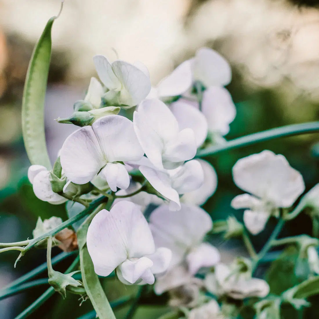 Duftwicke Lathyrus odoratus Spring Sunshine Light Blue Jora Dahl Saatgut besondere Blumensorten