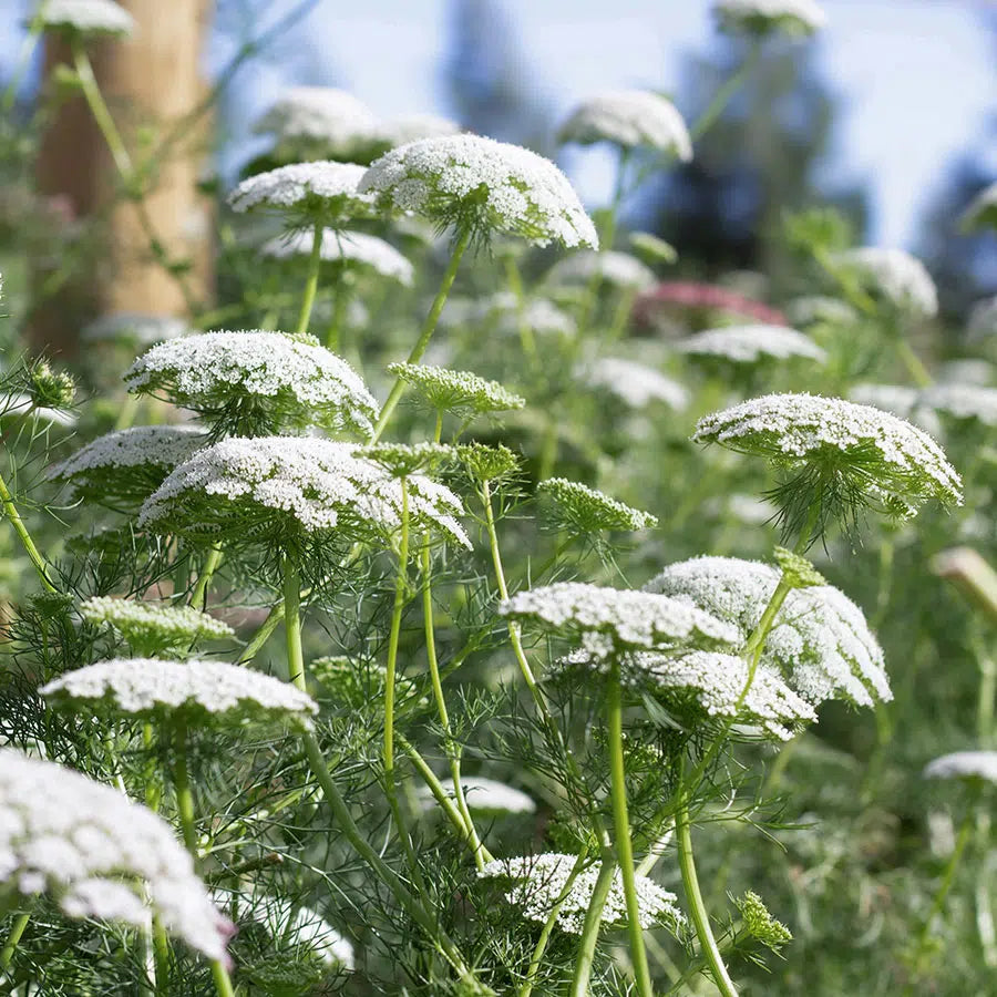 Knorpelmöhre Ammi majus Schnittblume Blumensamen Blumengarten Jora Dahl