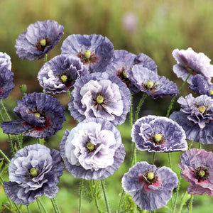 Seidenmohn Klatschmohn Amazing Grey Jora Dahl Samen Saatgut Blumensamen 