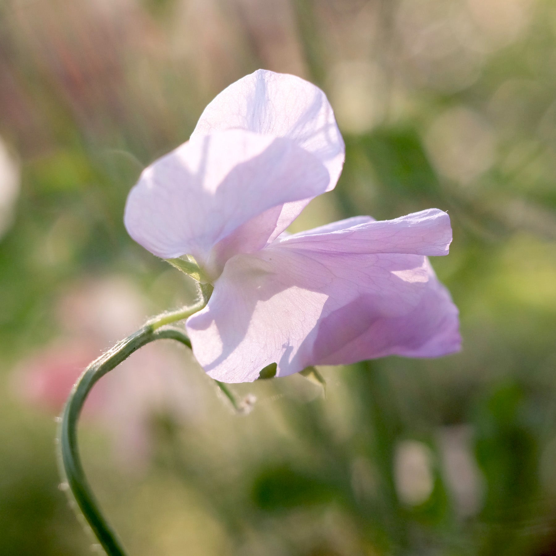 Sweet pea for the balcony - Elegance Lavender
