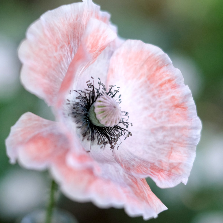 Seidenmohn Klatschmohn Papaver rhoeas Mother of Pearl Jora Dahl Samen Saatgut Blumensamen Wildblumen