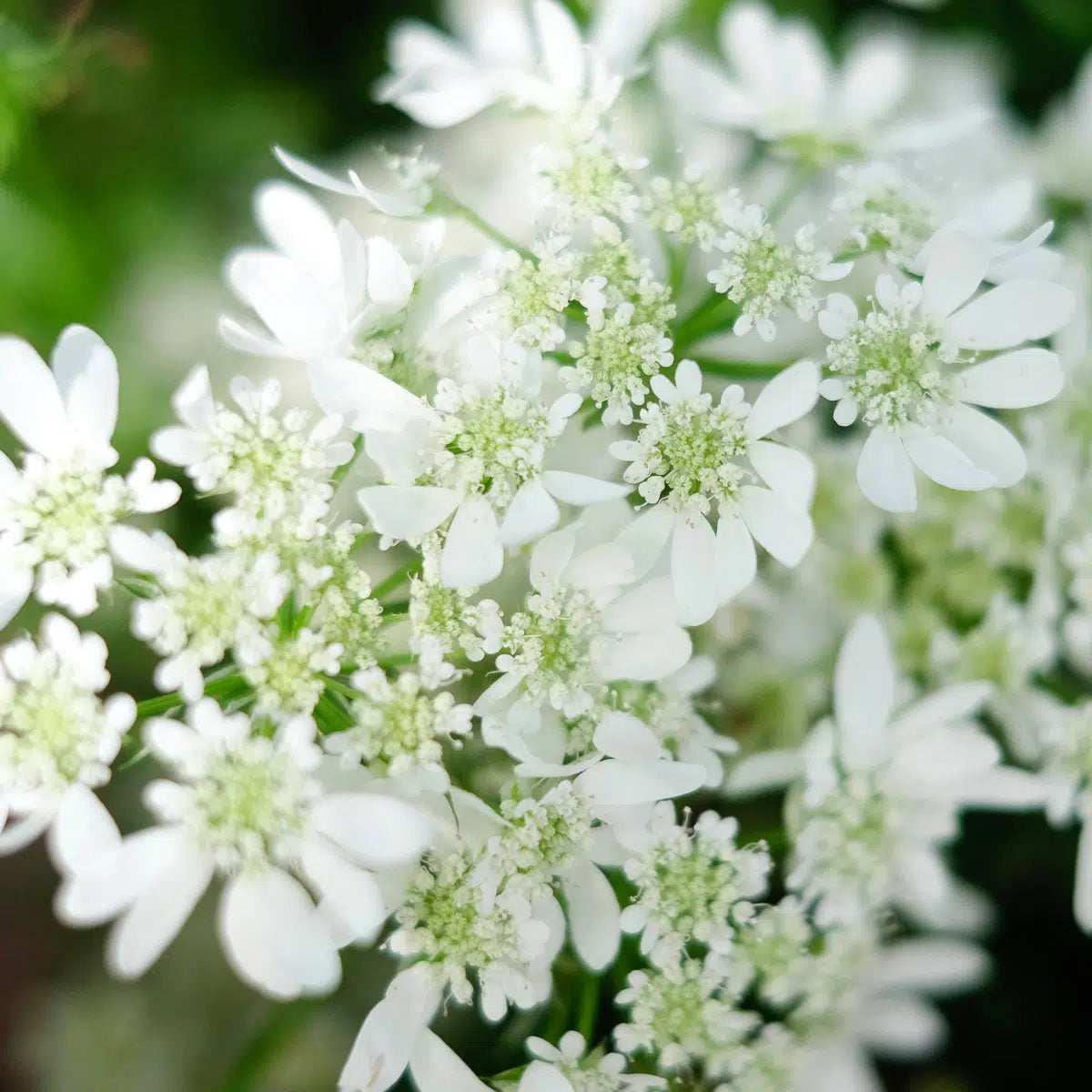 Blumensamen Schnittblumengarten Cut Flower Garden Jora Dahl Saatgut The great collection Strahldolde Orlaya grandiflora White lace