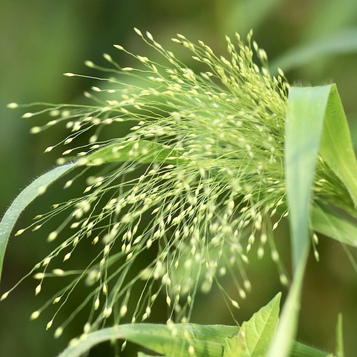 Blumensamen Schnittblumengarten Cut Flower Garden Jora Dahl Saatgut The great collection Rutenhirse Panicum virgatum