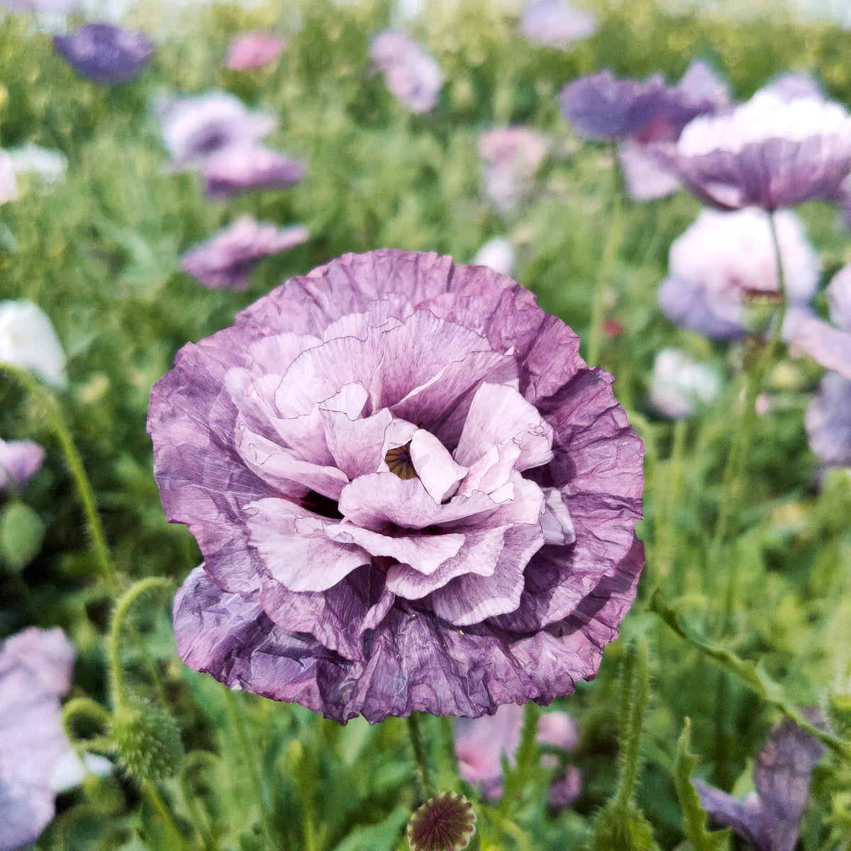 Seidenmohn Klatschmohn Amazing Grey Jora Dahl Samen Saatgut 
