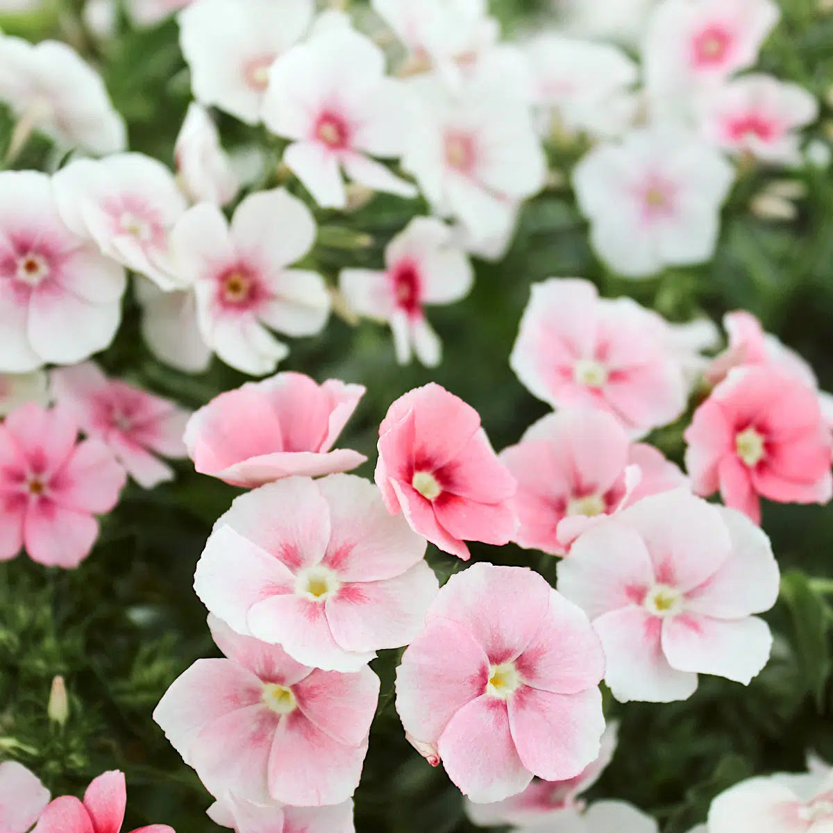 The large collection of balcony flowers