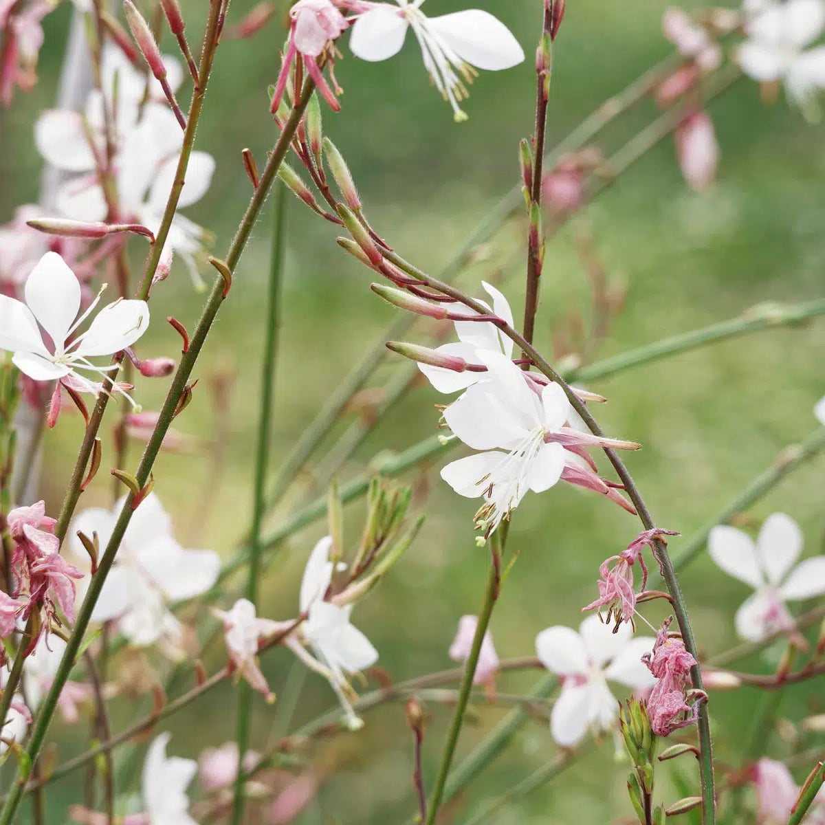 Prachtkerze Gaura lindheimeri Saatgut samenfest Magic Garden Seeds Blumengarten