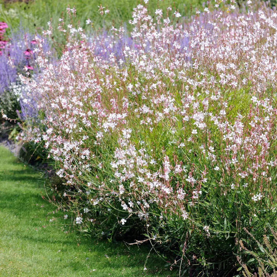 Prachtkerze Gaura lindheimeri Saatgut samenfest Magic Garden Seeds Blumengarten