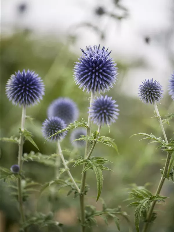 Blaue Kugeldistel Echinops ritro biologisch Saatgut Samen Blumensamen Wildstaude insektenfreundlich Magic Garden Seeds naturnaher Garten