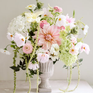 Schmuckkörbchen Cosmea Cosmos Cupcake Blush Jora Dahl Kosmeen Schnittblume Saatgut Samen