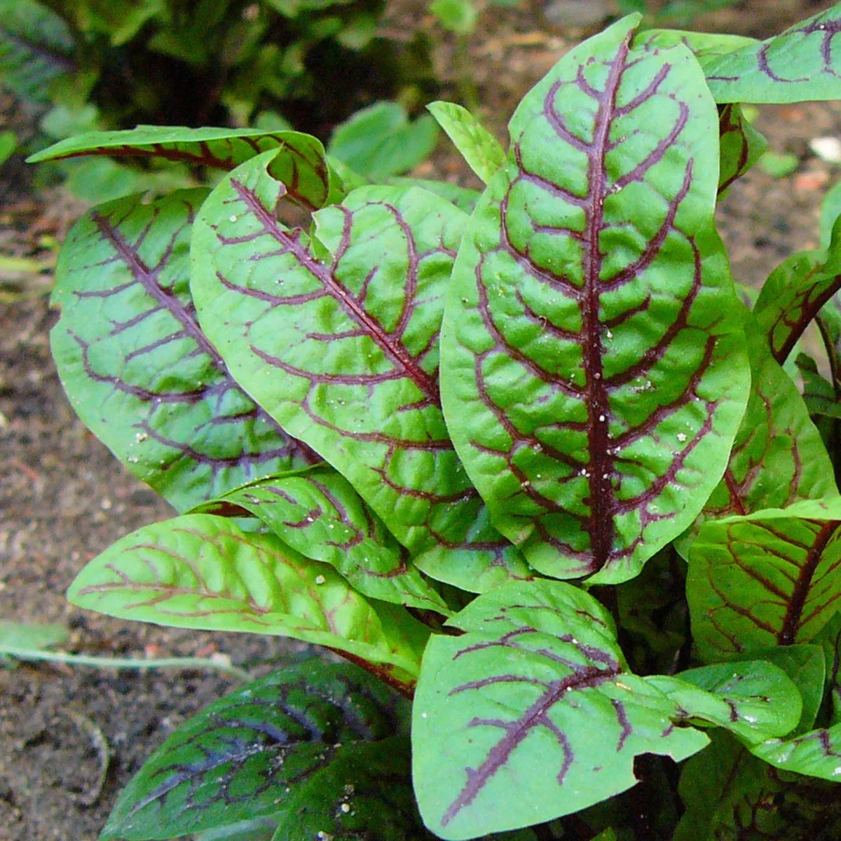 Blutampfer Bio Saatgut Samen Sauerampfer Rumex Sanguineus Magic Garden Seeds