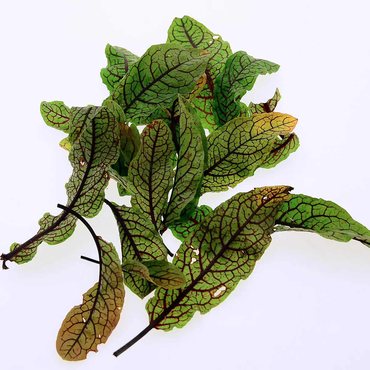 Blutampfer Bio Saatgut Samen Sauerampfer Rumex Sanguineus Magic Garden Seeds