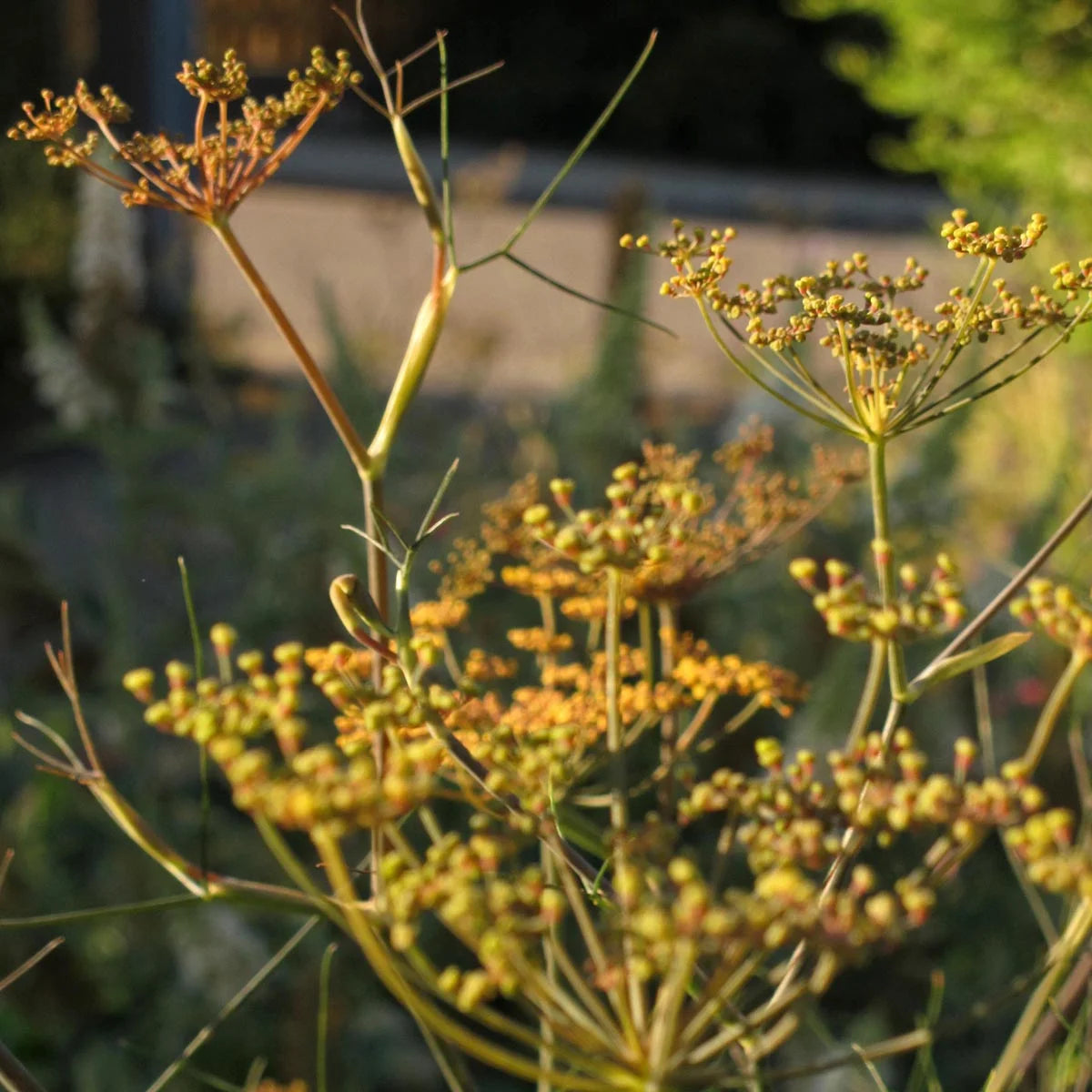 Bronzefenchel Foeniculum vulgare Bio Saatgut Magic Garden Seeds Fenchel Gewürz Staude bienenfreundlich