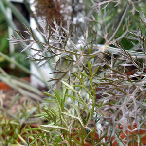 Bronzefenchel Foeniculum vulgare Bio Saatgut Magic Garden Seeds Fenchel Gewürz Staude bienenfreundlich