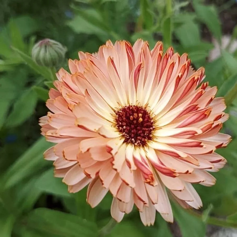 Ringelblume Calendula Bronze Beauty Jora Dahl Schnittblume Essbare Blüten